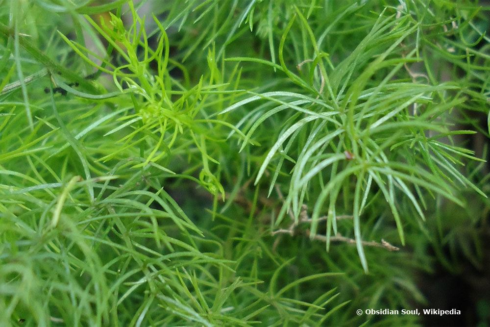 Asparagus densiflorus sprengeri