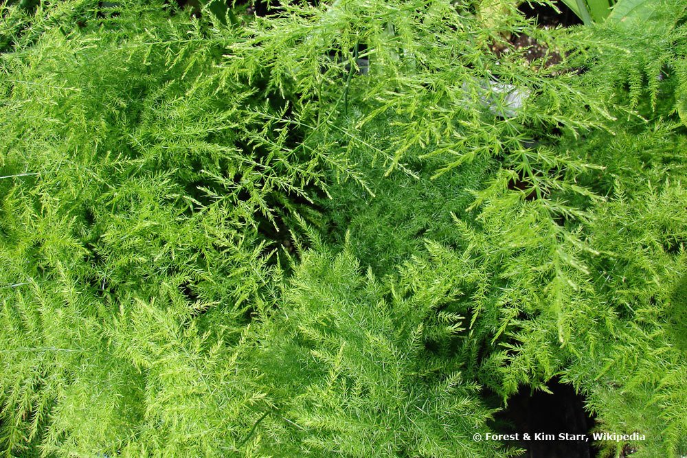 Asparagus setaceus, Federspargel