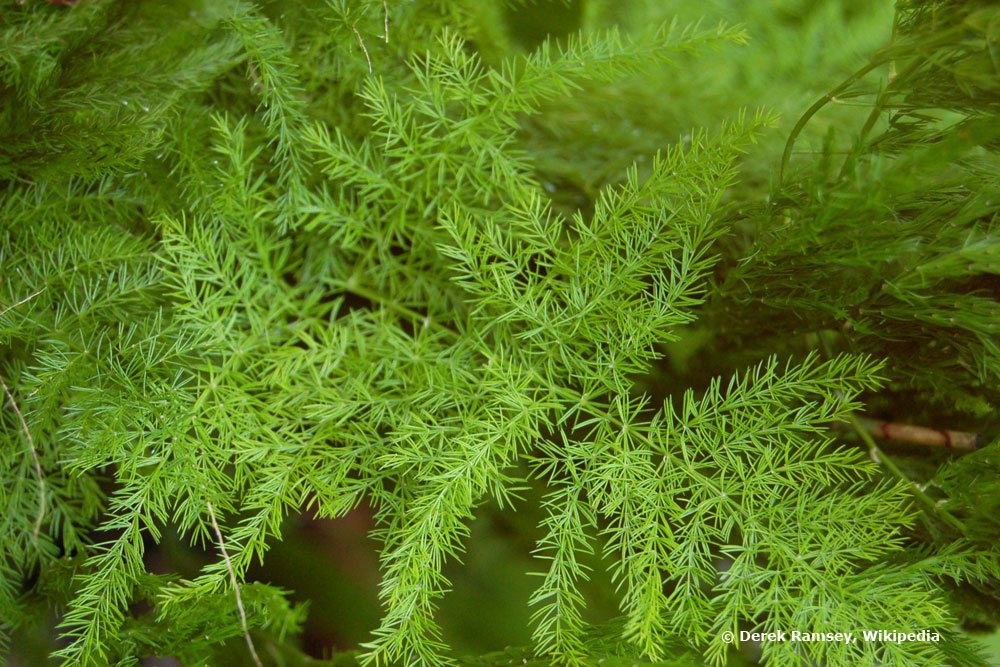 Asparagus setaceus, Federspargel