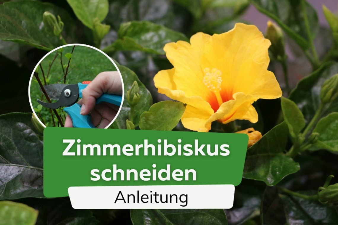 Zimmerhibiskus schneiden - Anleitung der beliebten Zimmerpflanze