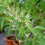 Zitronenverbene, Aloysia citrodora