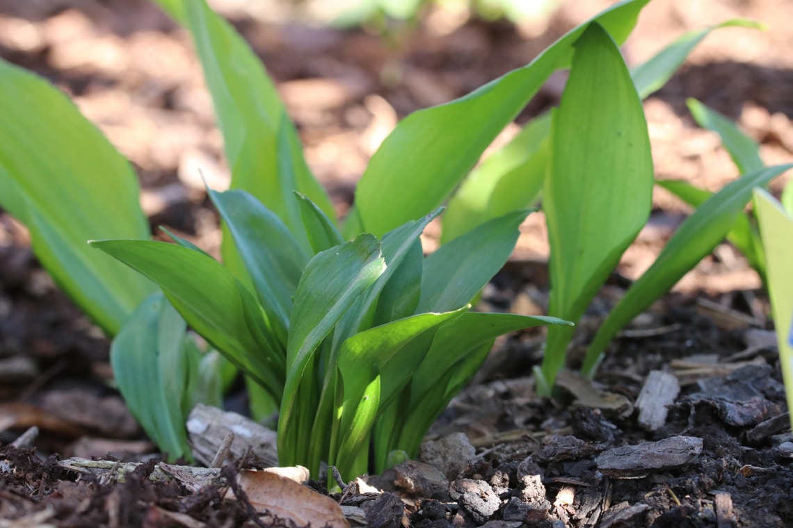 Bärlauch (Allium ursinum)