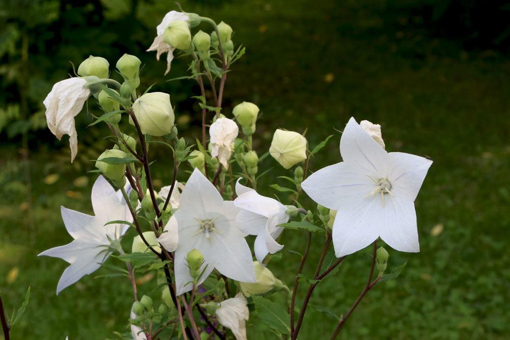 Ballonblume ist in Teilen giftig