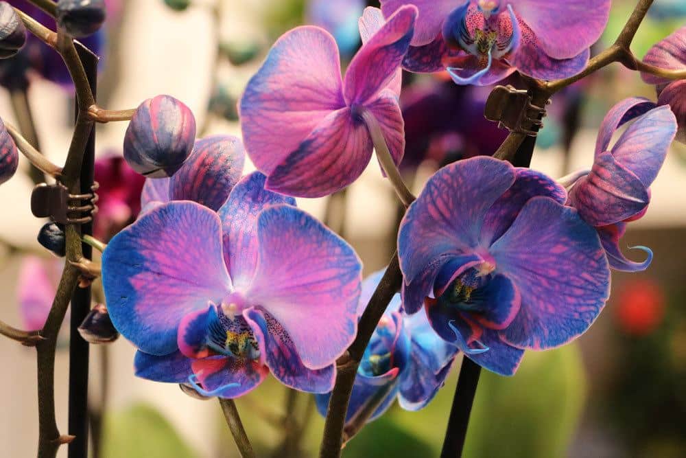 Orchideen selbst blau färben