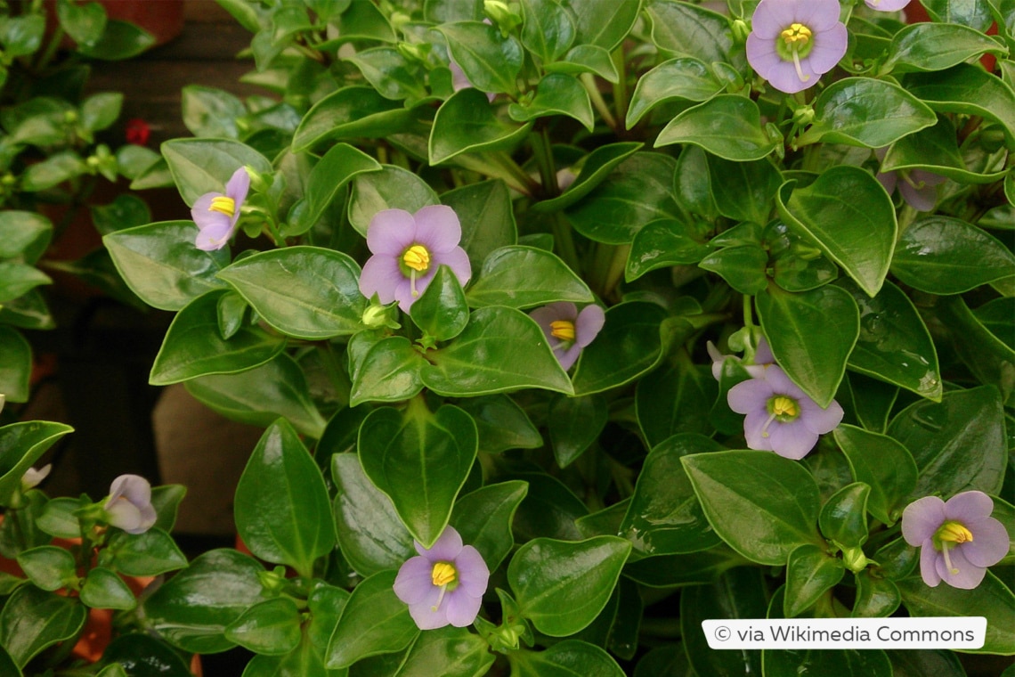 Blaues Lieschen (Exacum affine)