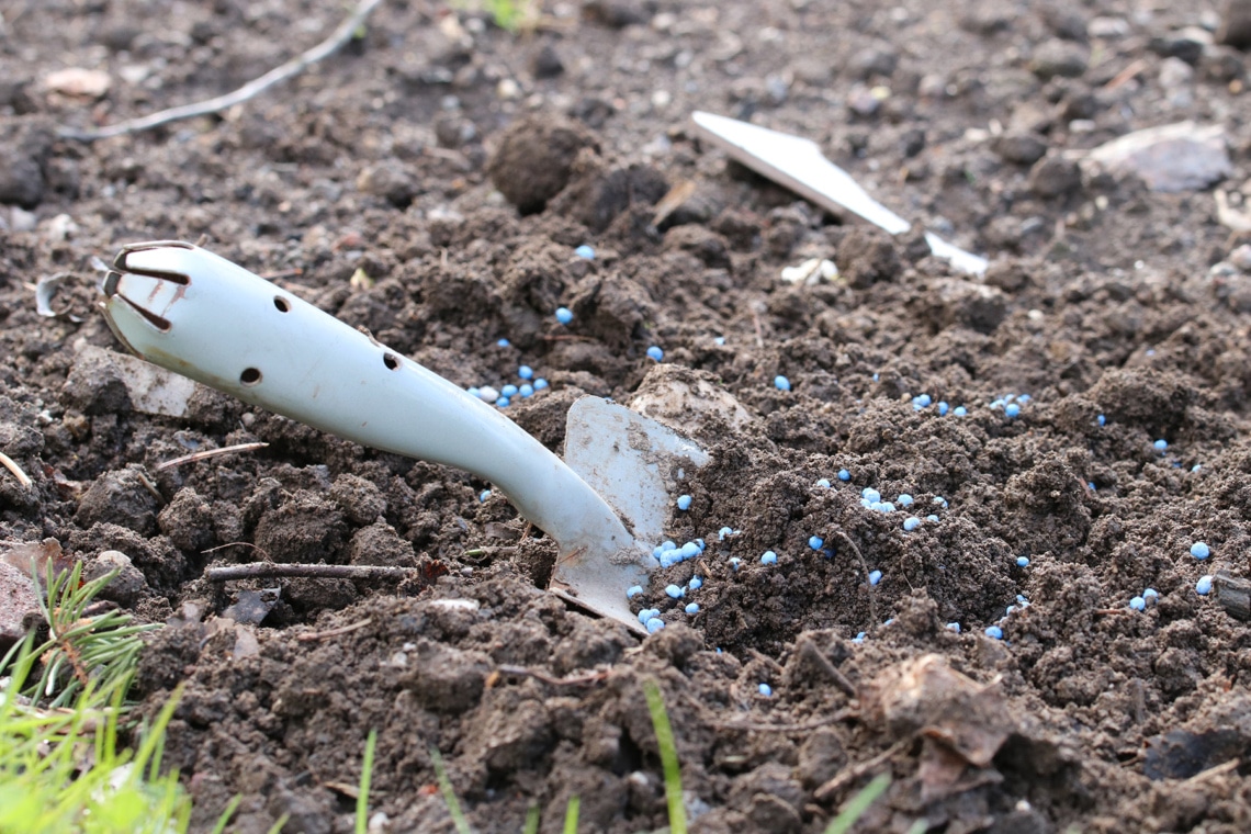 Blaukorn im Bett mit einer Gartenschaufel unterheben