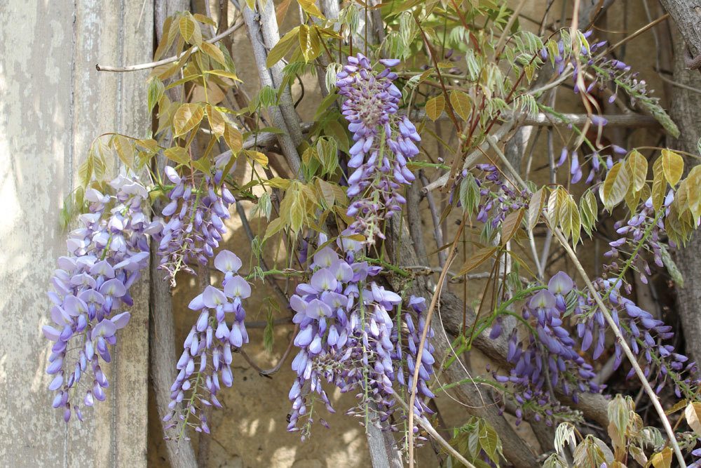 Blauregen, Wisteria