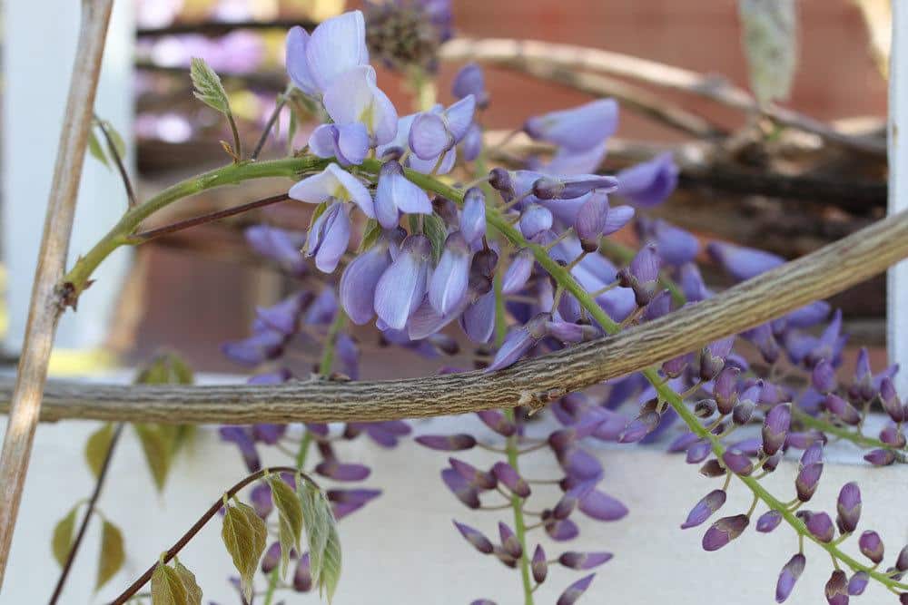 Blauregen, Wisteria braucht richtigen Standort