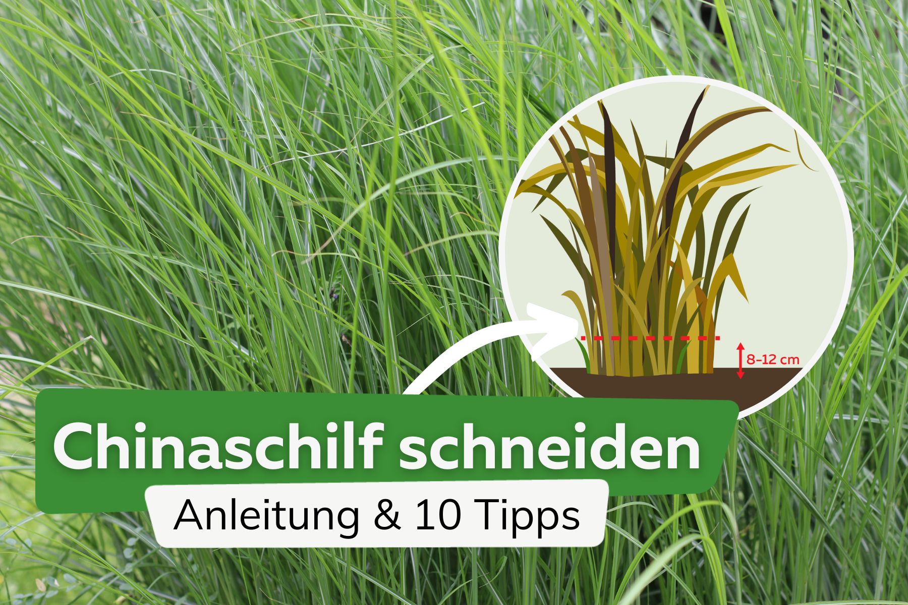 Chinaschilf / Elefantengras schneiden: Anleitung und 10 Tipps