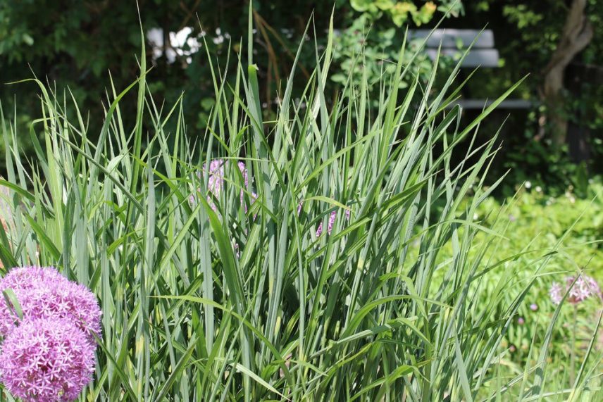 Winterharte Gräser 50 Ziergräser für Garten und BalkonKübel