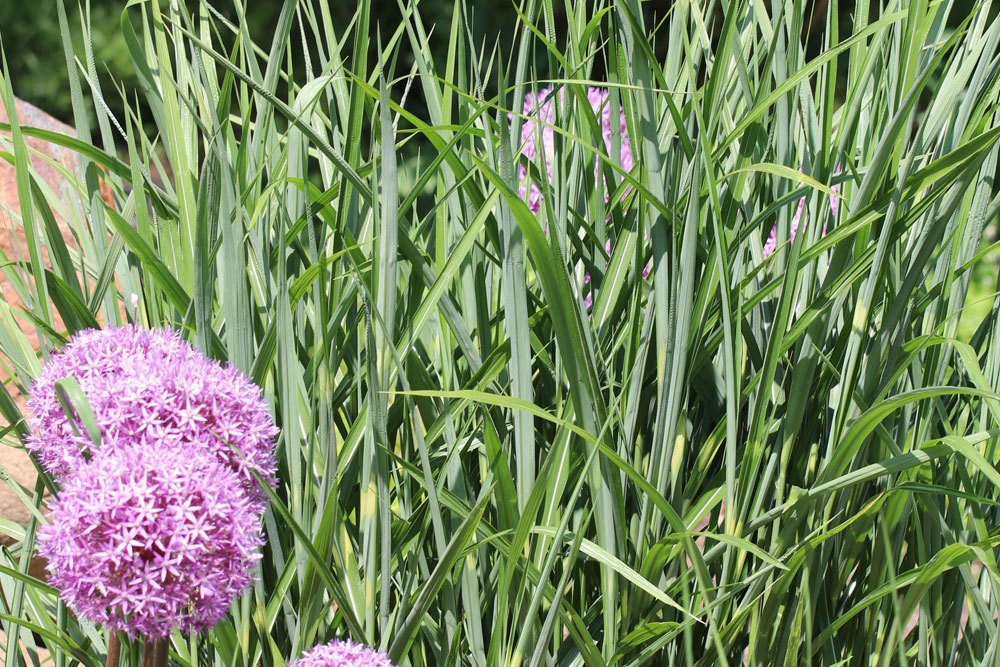 Chinaschilf im Garten verschneiden