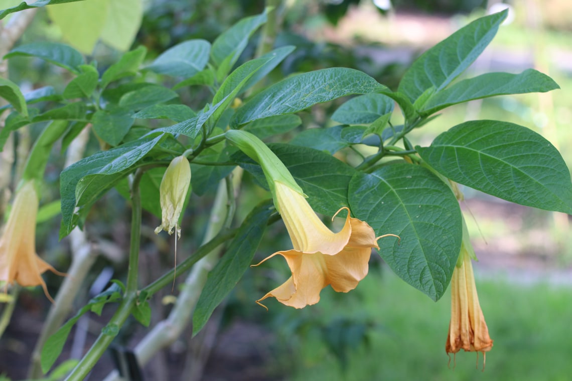 Blüten der Engelstrompete