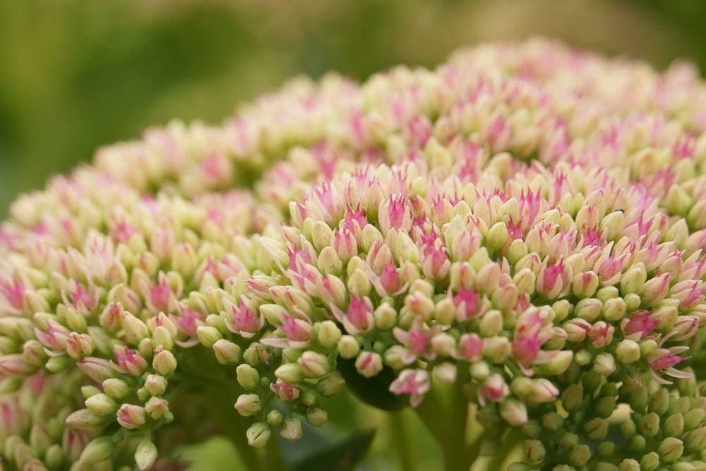 Blütenknospen der Fetthenne, Sedum