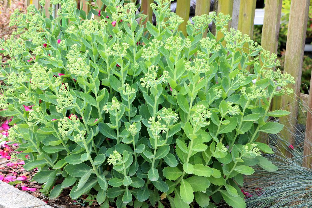 Fette Henne, Sedum im Gartenbeet