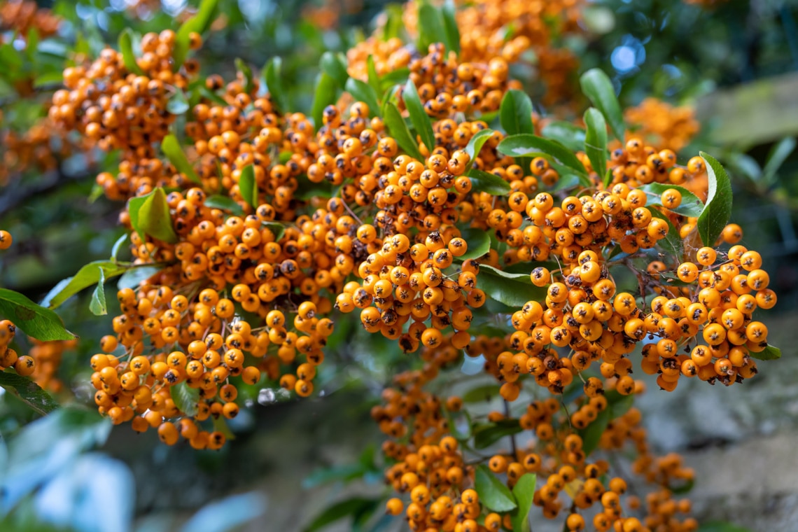 Beeren des Feuerdorn (Pyracantha)