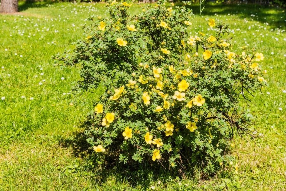 fingerstrauch-f-nffingerstrauch-potentilla-anleitung-zur-pflege