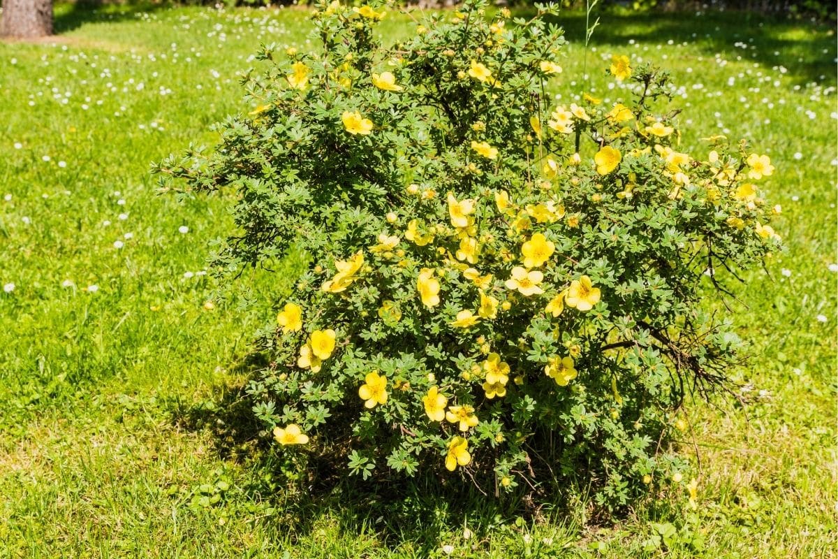 Fingerstrauch (Potentilla fruticosa)