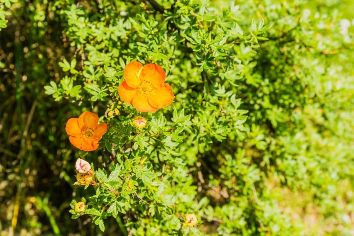 Fingerstrauch (Potentilla fruticosa) 'Red Ace'