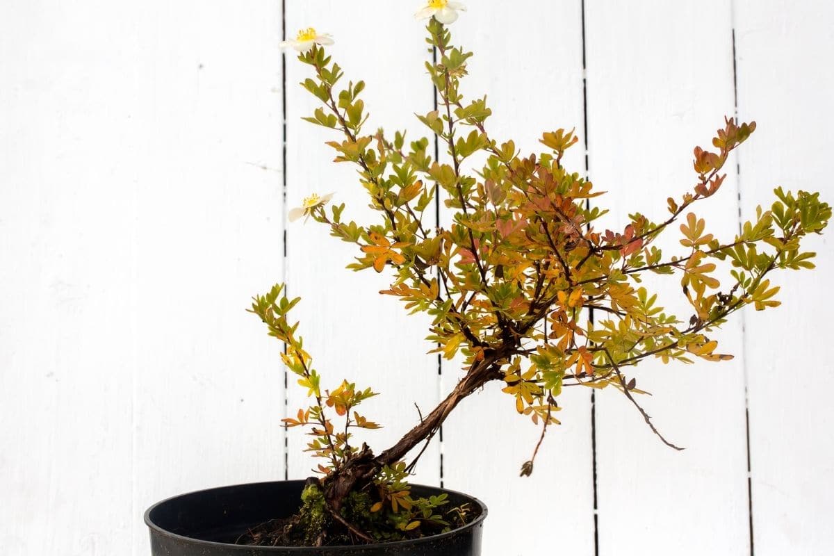 Fingerstrauch (Potentilla fruticosa) 'Abbotswood'