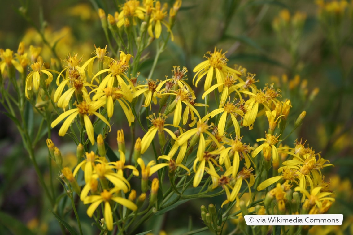 Fuchs-Greiskraut (Senecio ovatus)