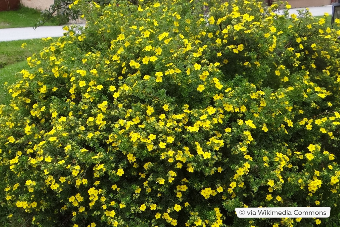 Fünffingerstrauch (Potentilla fruticosa) im Garten