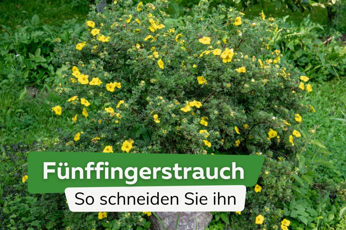 Fünffingerstrauch richtig schneiden - Fingerstrauch, Potentilla