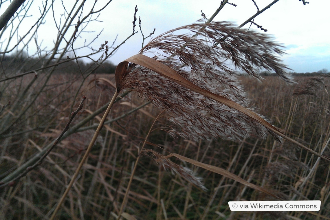 Gemeine Schilfrohr (Phragmites australis)