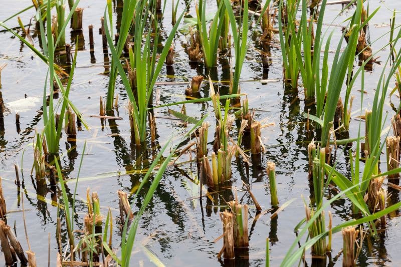 geschnittenes Schilf im Wasser