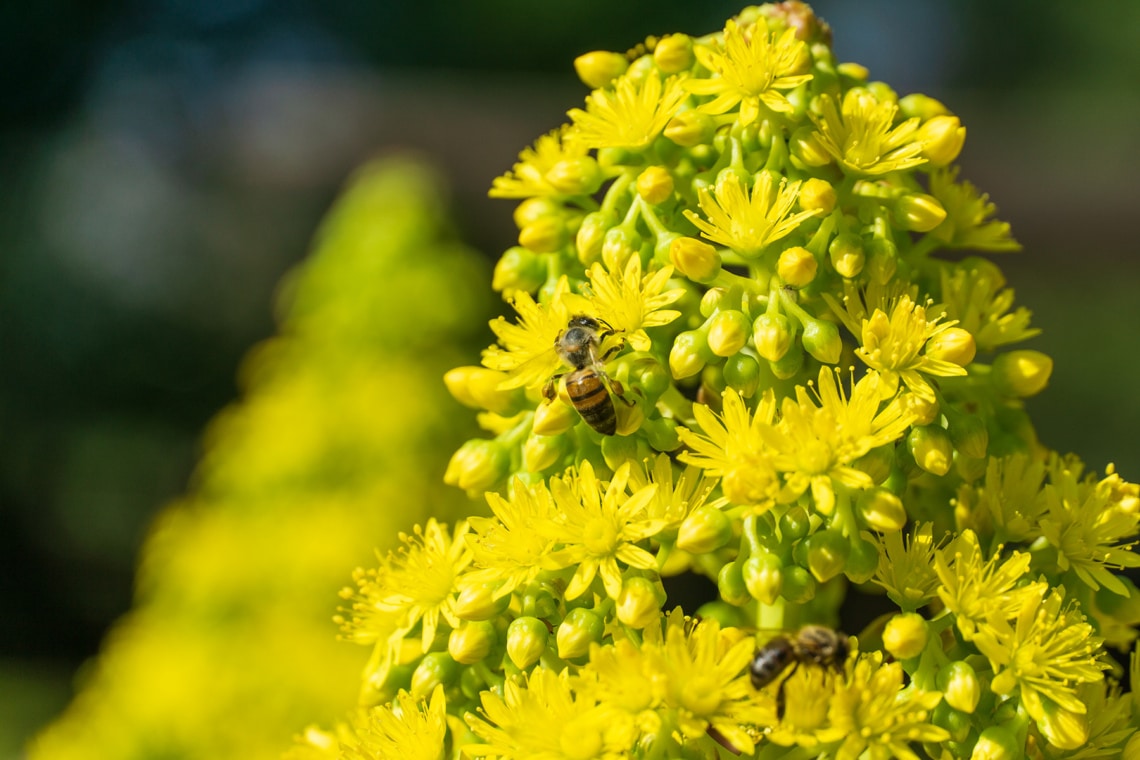 Gewöhnliche Goldrute (Solidago virgaurea)