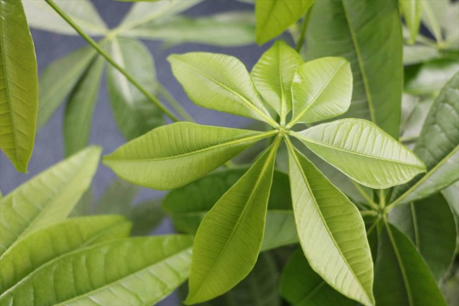 Pachira Aquatica Giftig