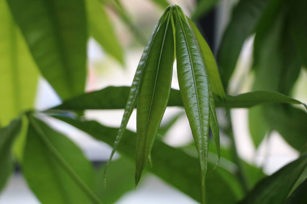 Glückskastanie, Pachira aquatica mit frischem Blatt