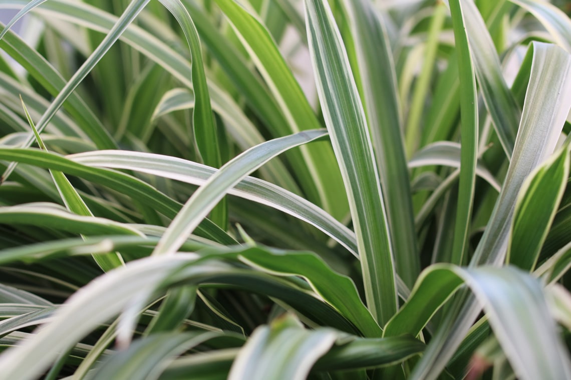 Grünlilie (Chlorophytum comosum)