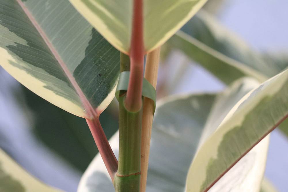 Ficus elastica kann Vergiftungssymptome auslösen