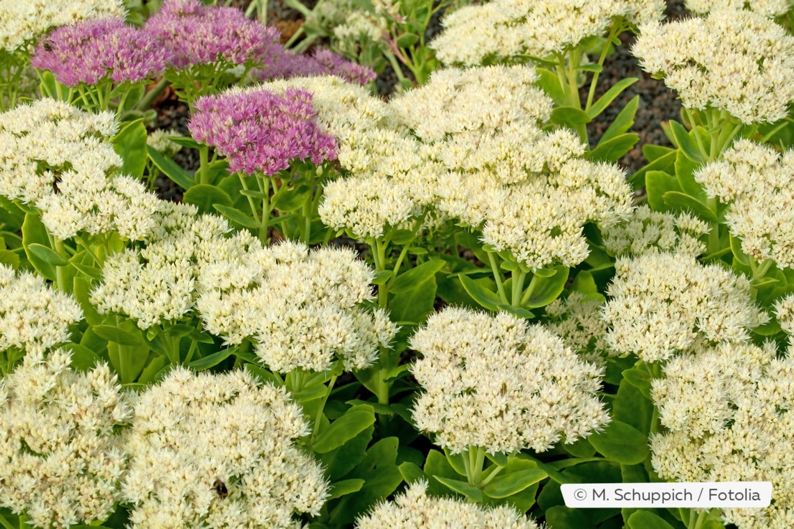 Hohe Fetthenne im Garten