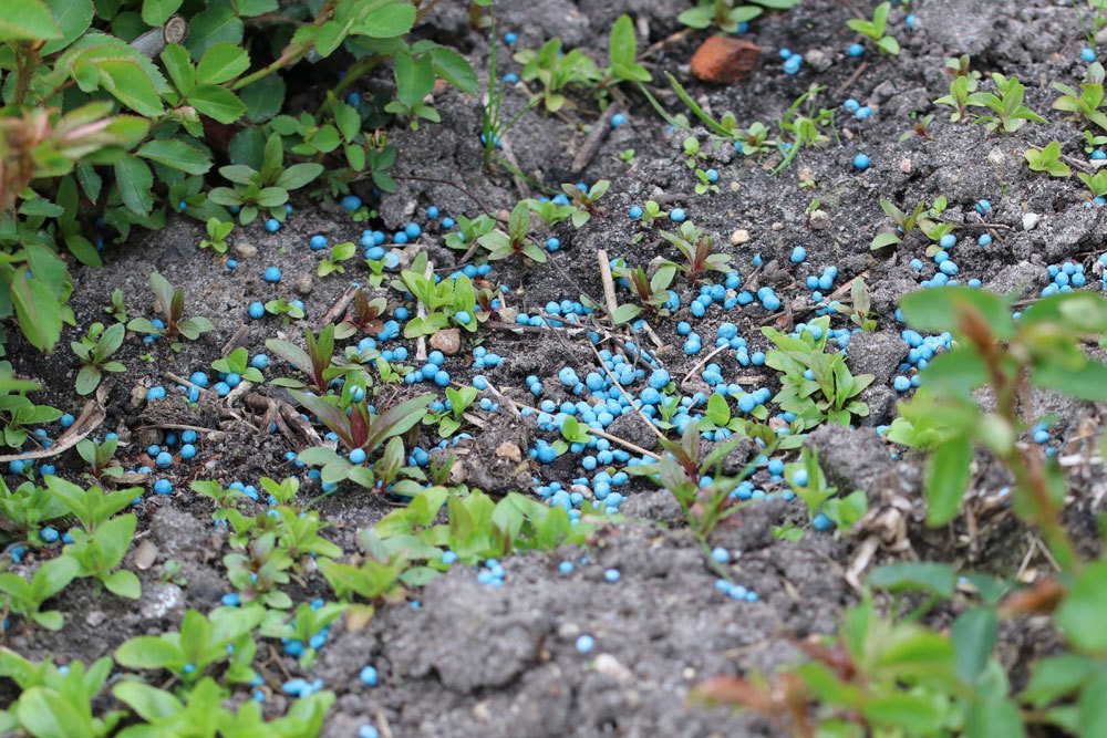 Blaukorn im Beet ausgebracht