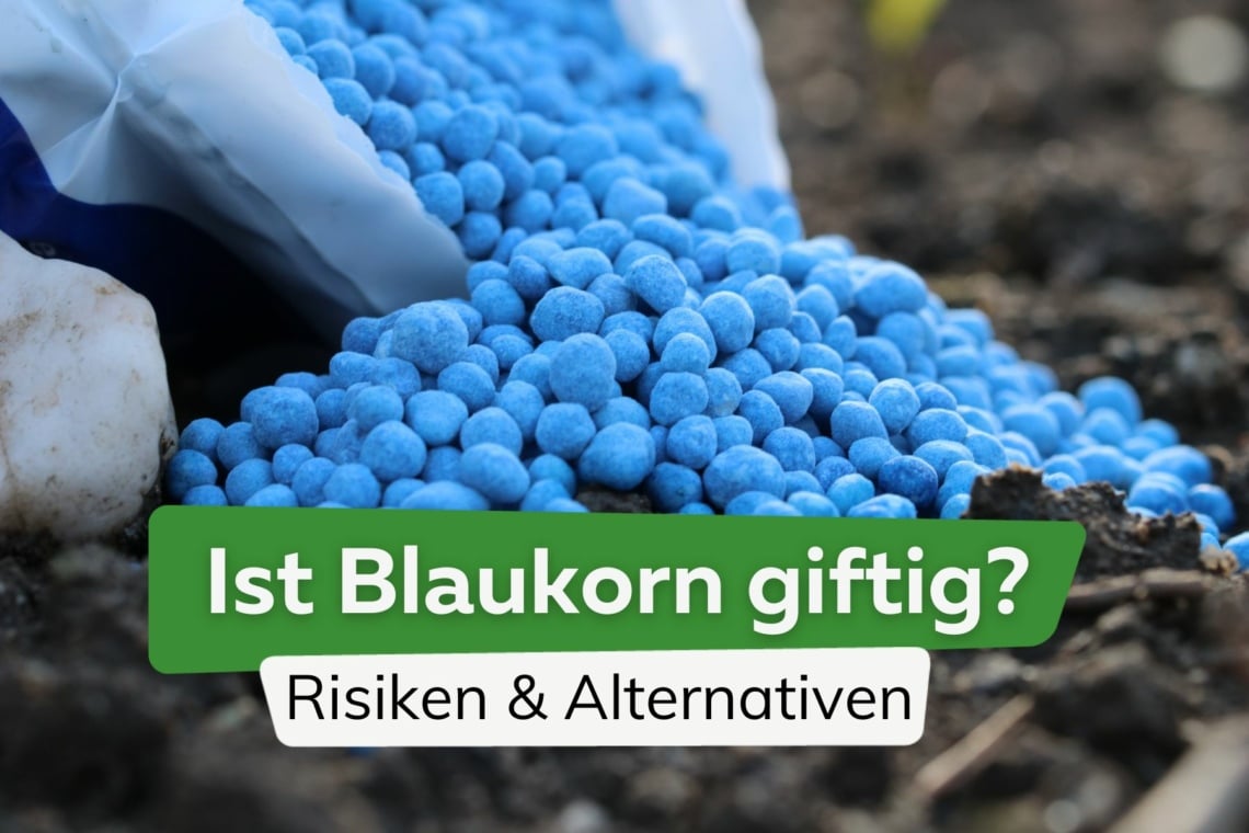 Ist Blaukorn giftig? Risiken für Kinder, Hunde und Katzen