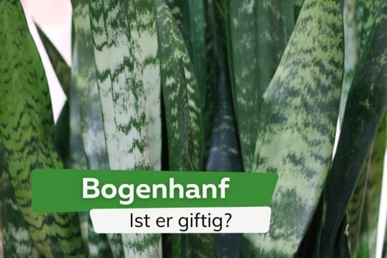 Ist Bogenhanf giftig? Infos zu Risiken für Kinder und Haustiere