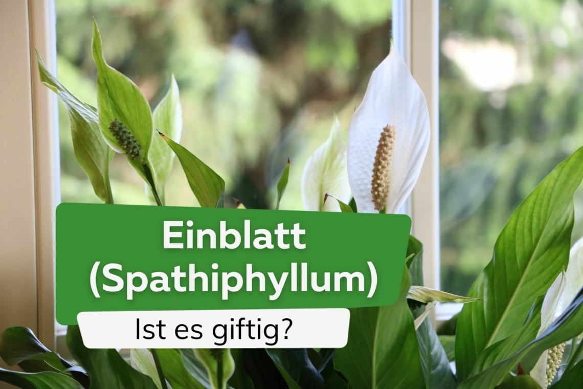 Ist das Einblatt (Spathiphyllum) giftig? Risiken für Kinder und Haustiere