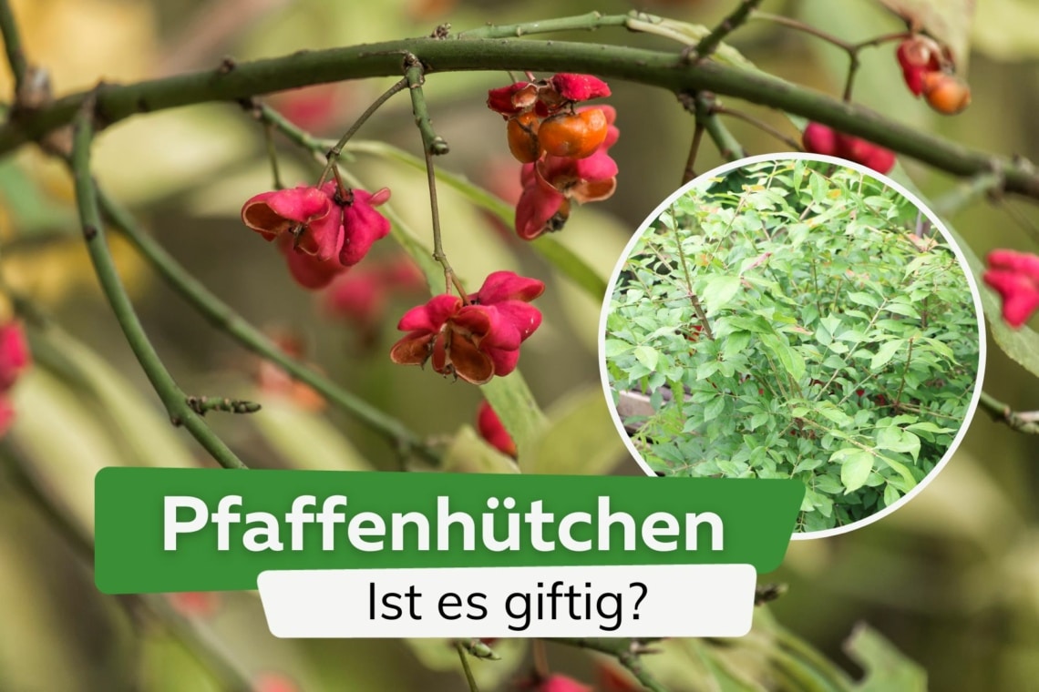 Ist das Pfaffenhütchen giftig? Infos zu Risiken für Mensch und Tier