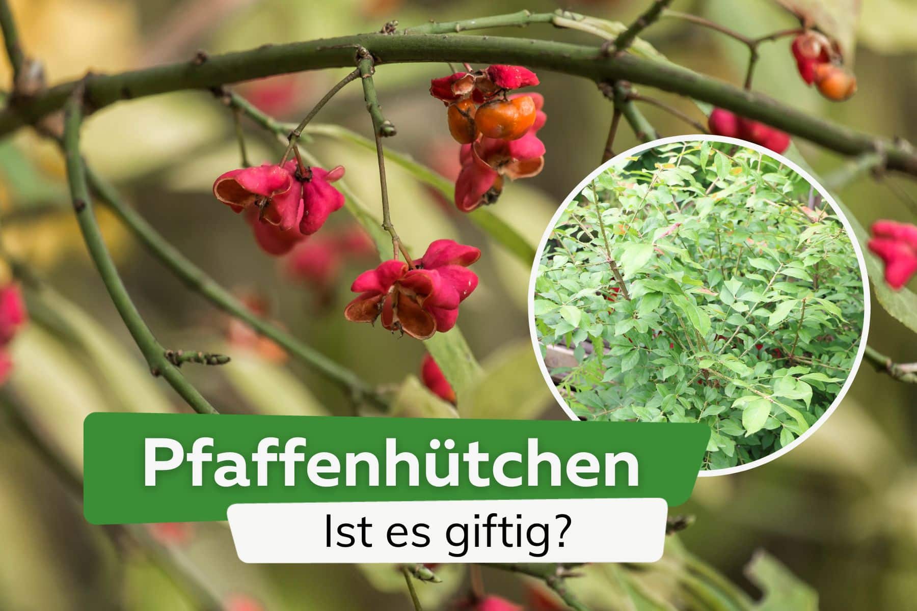 Ist das Pfaffenhütchen giftig? Infos zu Risiken für Mensch und Tier