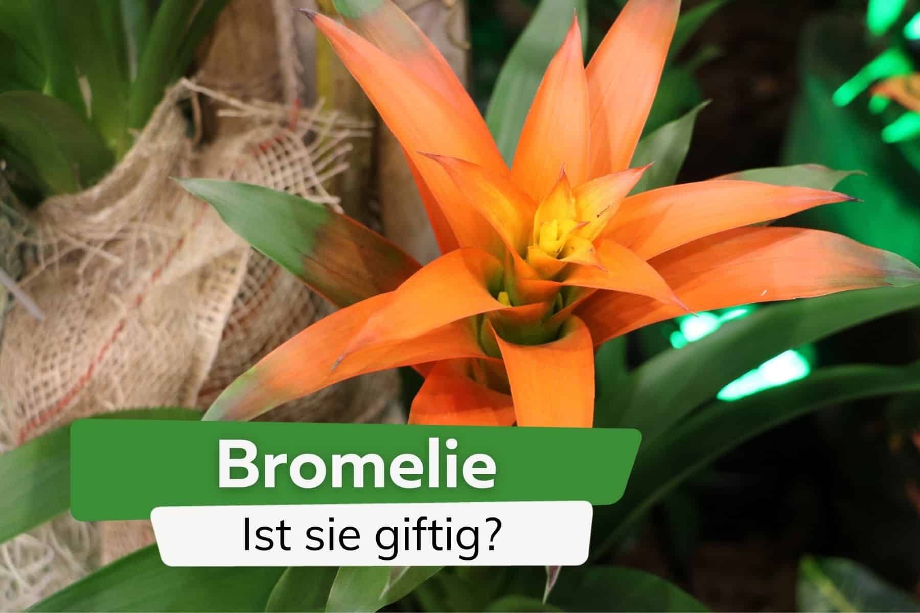 Ist die Bromelie giftig? Risiken für Menschen und Haustiere