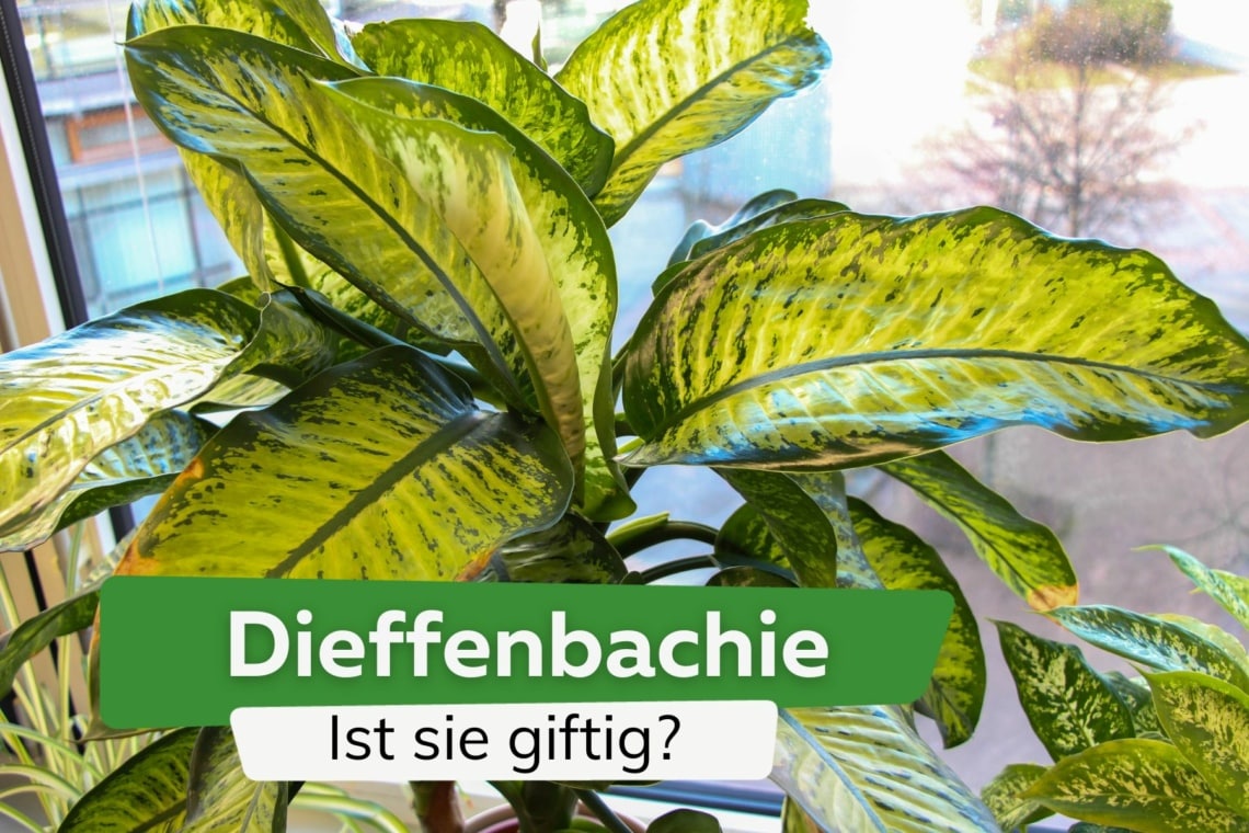 Ist die Dieffenbachia giftig? Risiken für Mensch und Tier