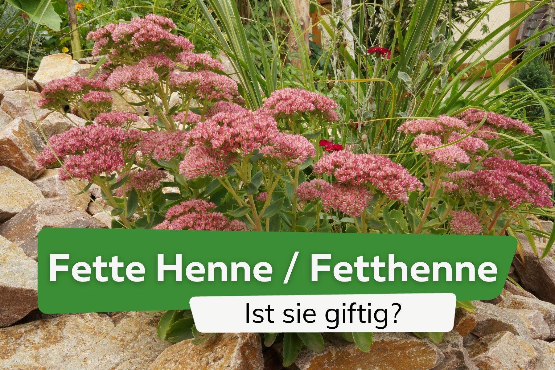 Ist die Fette Henne/Fetthenne giftig? Risiken für Kinder und Tiere