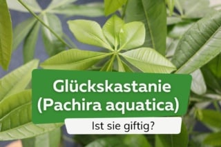 mein kleiner grüner kaktus video Mein kleiner grüner Kaktus – Der Kinderbuchladen