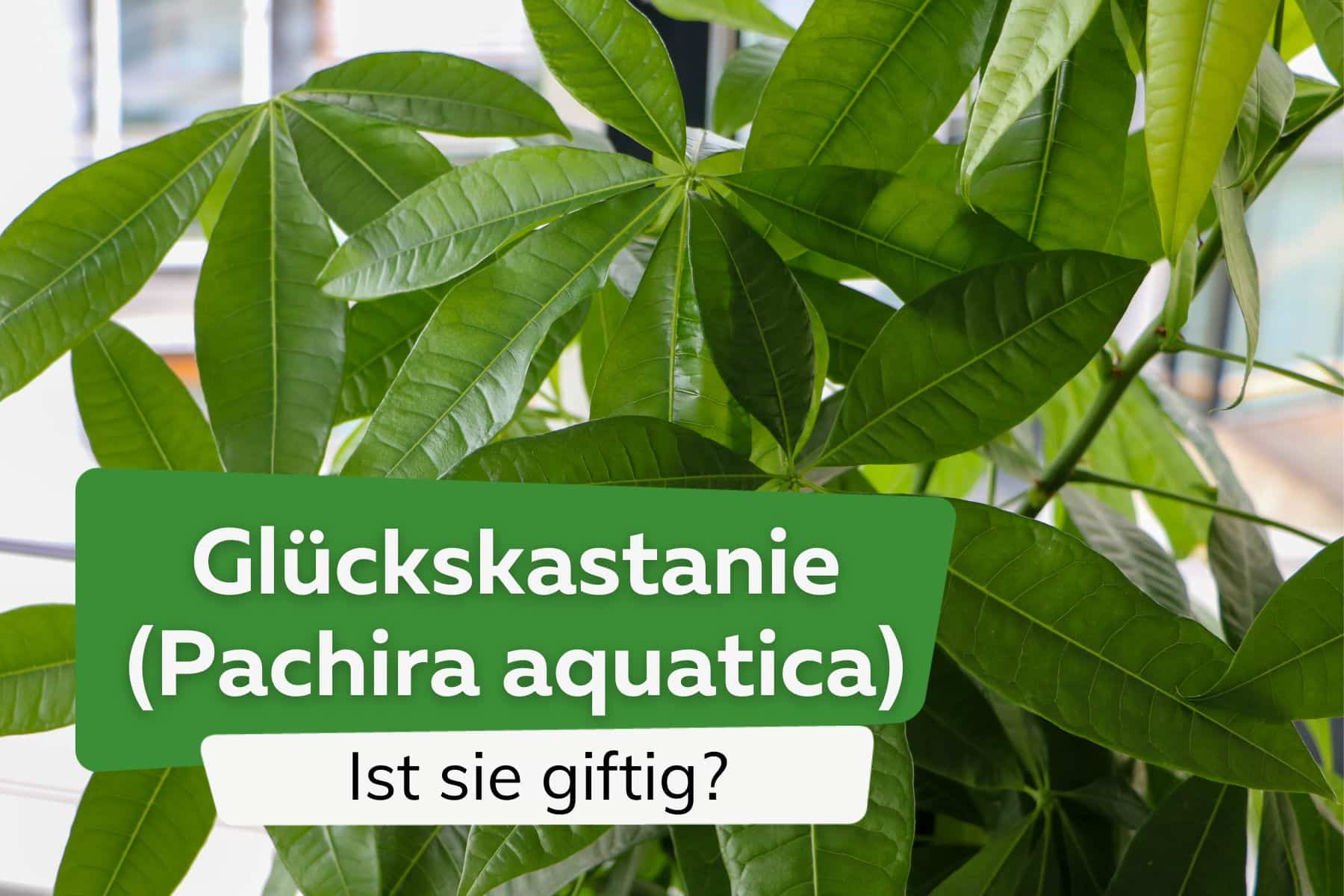 Ist die Glückskastanie (Pachira aquatica) giftig für Mensch und Tier?