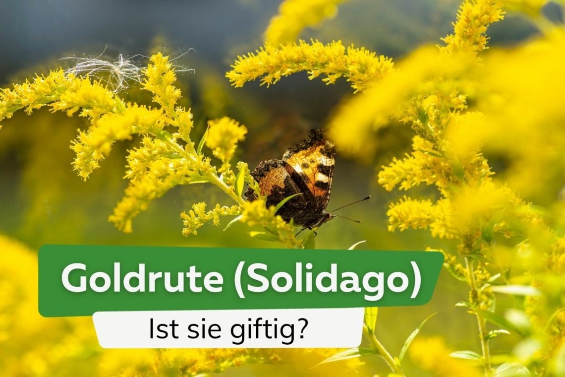 Ist die Goldrute (Solidago) giftig? Risiken für Mensch und Tier