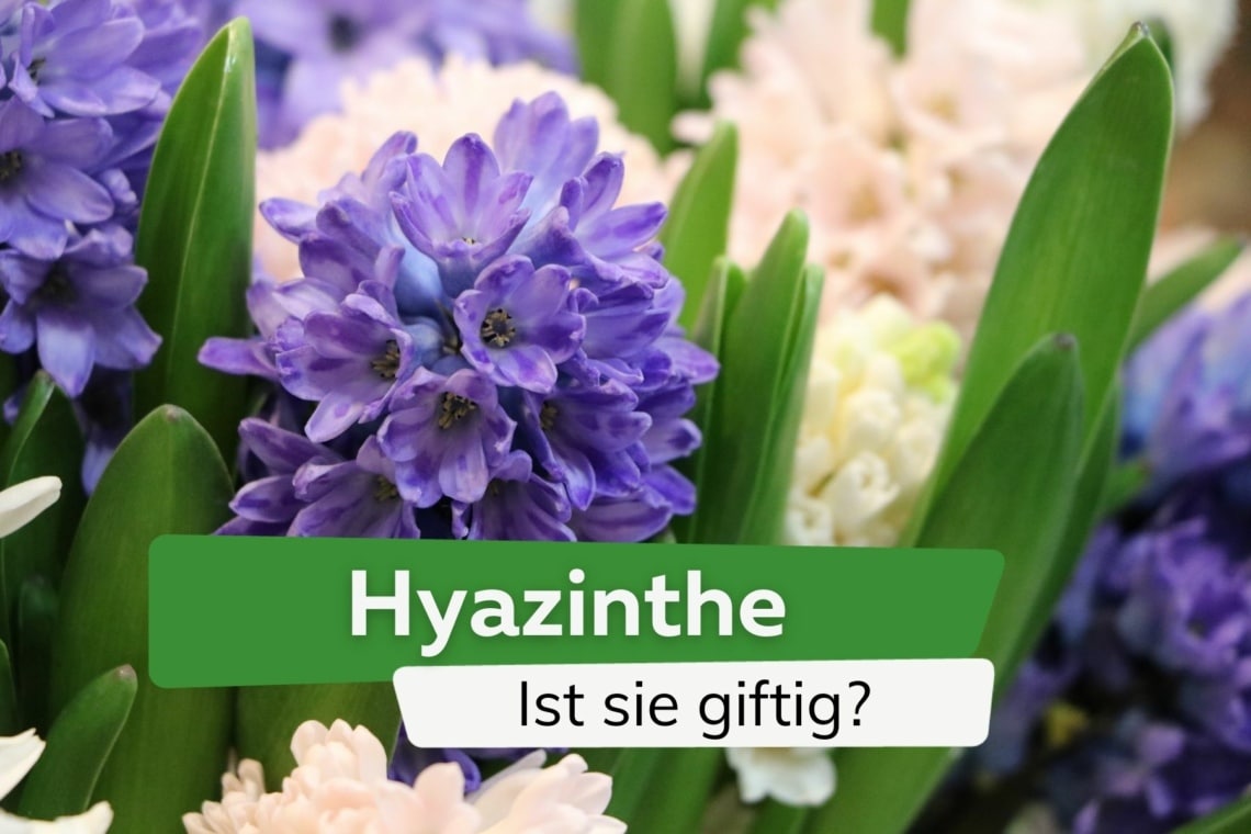 Ist die Hyazinthe giftig für Kinder, Hunde und Katzen?