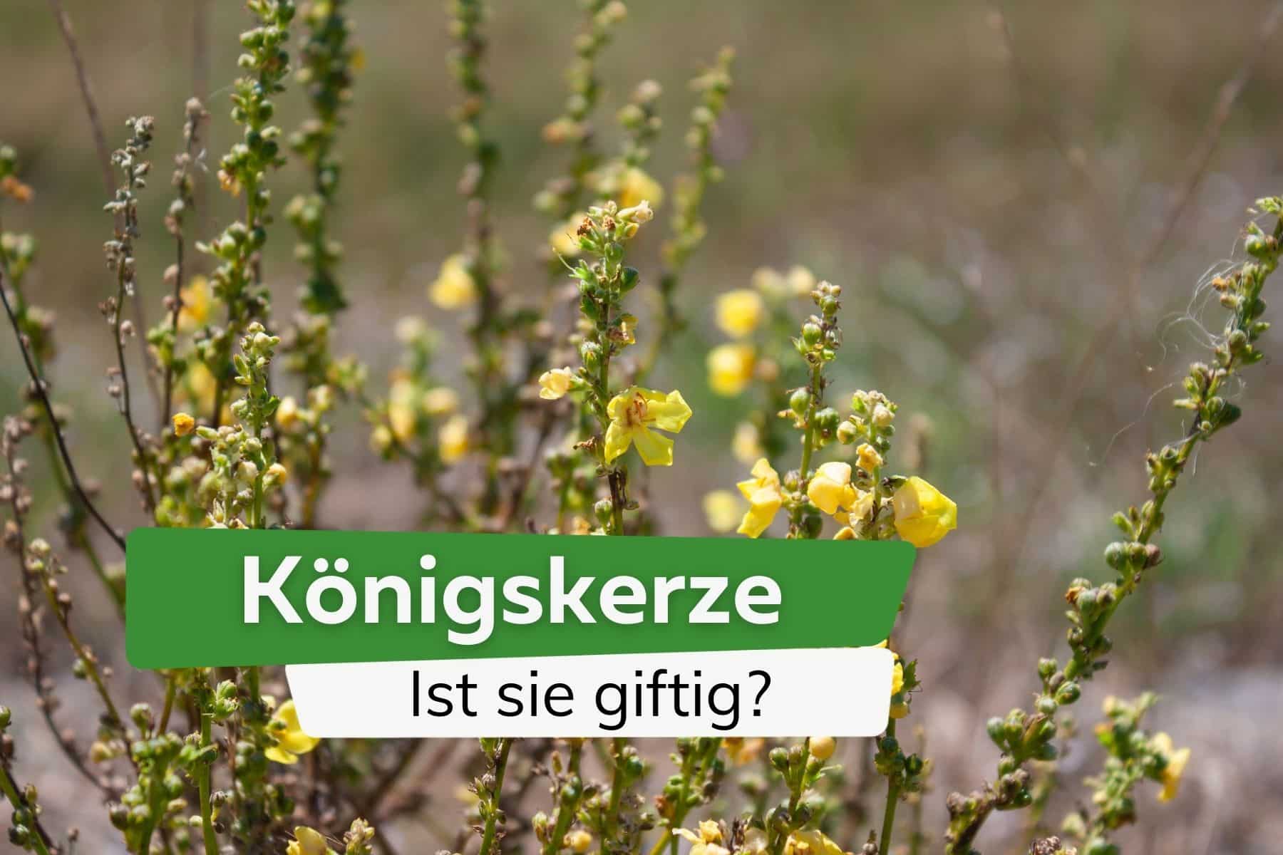 Ist die Königskerze giftig für Kinder, Hunde und Katzen?