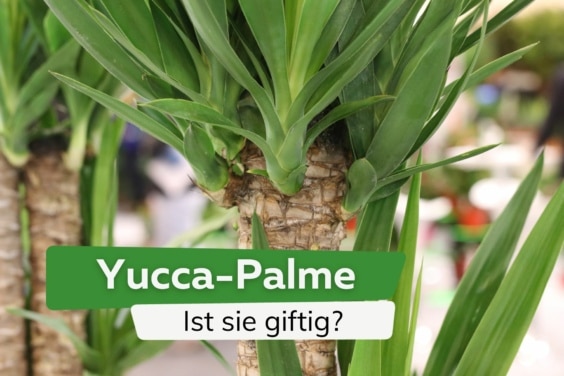 Ist die Yucca-Palme giftig?