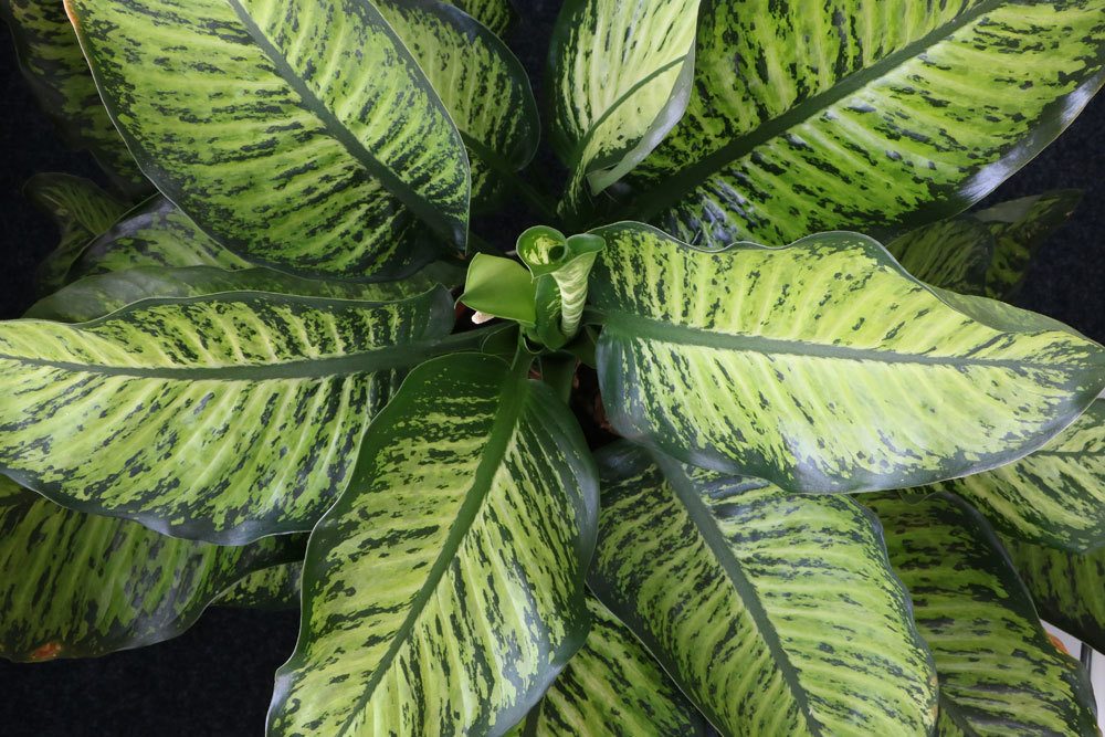 Dieffenbachia ist gefährlich für Kinder und Tiere